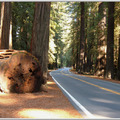 Redwood Forest-5