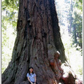 Redwood Forest-4