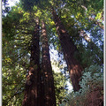Redwood Forest-3