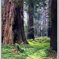 Redwood Forest-2