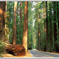 Redwood Forest-1