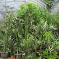 植物 - 1