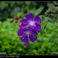 蒂牡丹-Tibouchina semidecandra