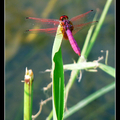 猩紅蜻蜓-Crocothemis servilia