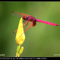 猩紅蜻蜓 (Crocothemis servilia)雄