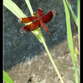 善變蜻蜓-Neurothemis ramburifi