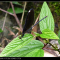 白痣珈蟌 - Matrona cyanoptera （雌）