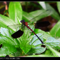 (幽蟌科)體長39-52mm，...短腹幽蟌又名台灣蜻蛉，為台灣特有種， 族群遍布全台灣，為最常見的溪流型種類。雌蟲產卵於水中的石頭或枯木上，也會潛入水中產卵，行為較特殊。～引自《嘎嘎昆蟲網》