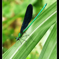 白痣珈蟌 Matrona cyanoptera （雄）