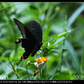 琉璃紋鳳蝶  Papilio hermosanus