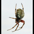 蜘蛛 - 1