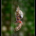 蜘蛛 - 2