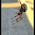 蜘蛛 - 4