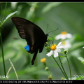 琉璃紋鳳蝶  Papilio hermosanus