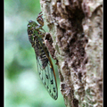 台灣姬蟬 Purana apicalis