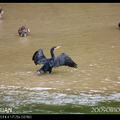 京都琵琶湖疏水道紀念館旁，一隻展翅等著晾亁翅膀的鸕鷀。牠維持著這個姿勢不變，非常有趣。該處兩水匯合，河水激盪，引來不少水鳥。除鸕鷀外，有水鴨和蒼鷺。