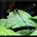 昆蟲：蜻蛉目 - 1