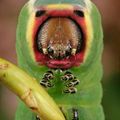 what an attractive insects it is! - 3