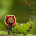 what an attractive insects it is! - 8