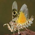 what an attractive insects it is! - 10