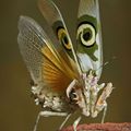 what an attractive insects it is! - 12