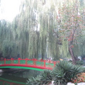 菖蒲河公園的楊柳