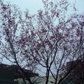 台大的校園，早春景致，杜鵑花還未盛開呢!