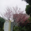 早春的櫻花