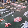 富岡魚港的魚拍市場