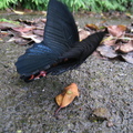黑鳳蝶