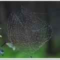 蜘蛛網與水珠