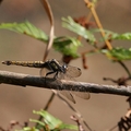 鼎脈蜻蜓(雌).
