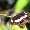 台灣單帶蛺蝶