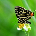  台灣雙尾燕蝶
