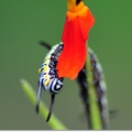 樺斑蝶幼蟲