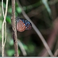琉球青斑蝶