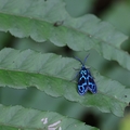 蓬萊藍紋斑蛾