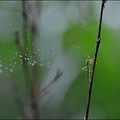 禾蛛綠椿象