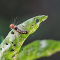 台灣黃毒蛾 幼蟲
