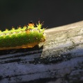 基黃綠刺蛾幼蟲