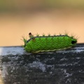 基黃綠刺蛾幼蟲