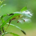 樺斑蝶幼蟲