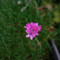 哈比花園五月花中小朵美麗的粉紅色