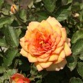 金橘紅'色'''''五月的玫瑰