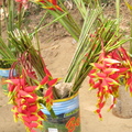 熱帶地區特有的花卉
