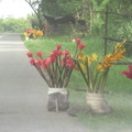 鮮豔的熱帶花
