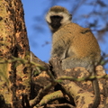 塞倫蓋提的動物--黑面長尾猴Vervet monkey