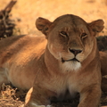 塞倫蓋提的動物--獅子