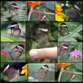 台灣美麗的昆蟲 透明蝴蝶