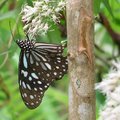 在赤柯山的金針園，處處可見青斑蝶、紫斑蝶飛舞，一隻青斑蝶停留在台灣原生種蔓澤蘭的小白花上，吸花蜜。